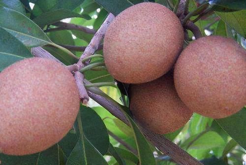 中年|聪明的人都在吃3种食物,排毒养颜、延缓衰老,好处多多!