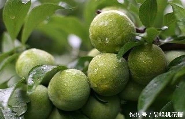 甘蓝|这种果子在孩子不喜欢吃饭的时候吃,立马胃口大开,真是太神奇了