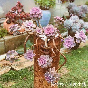 多肉植物|1种多肉植物,容易长出漂亮老桩,养3年就出状态,值得拥有