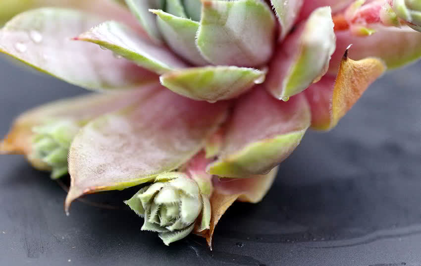 长生草属的多肉,简介紫牡丹、百惠、红勋花、草莓卷娟、观音莲