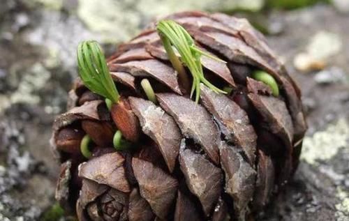 绿植|多捡些松果带回家,一处理埋土里,轻松长成精致的绿植盆景