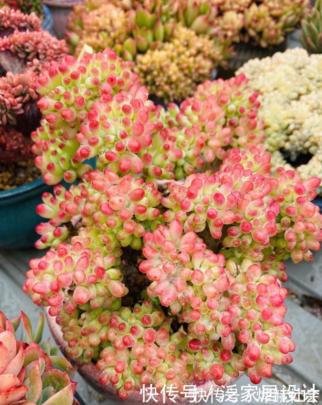 水雾|夏天温度高，不要给这“三多肉”喷水，否则易黑腐，直接化成水