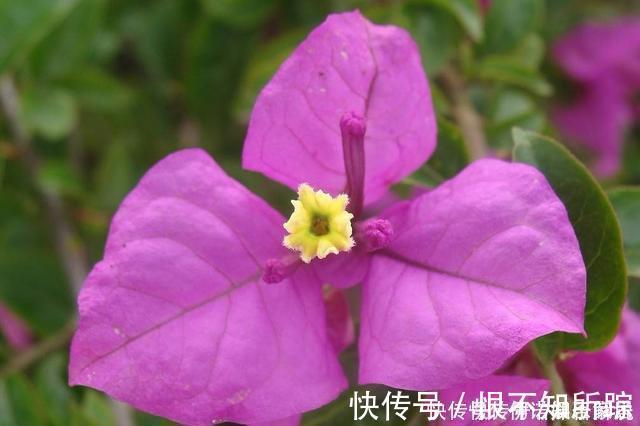 花友|茉莉、三角梅开得旺，土里两种花肥很重要，添一点就有明显效果