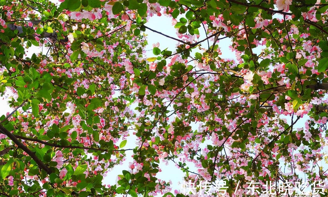 六种“长寿花”，越老越值钱，花开富贵，越养越精贵