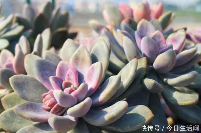 多肉长得快不快，土壤很关键，多肉分类配土的7种方法！