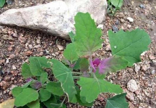 農村最常見的“三種野菜”，90后都吃過，城里有錢也買不到