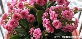 教你自制养花肥水,每月给花浇两次,啥花都抢着冒花苞