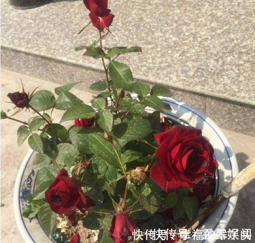 小天地|晒晒婆家农村自建别墅,高端大气!城里人拿500万也不换