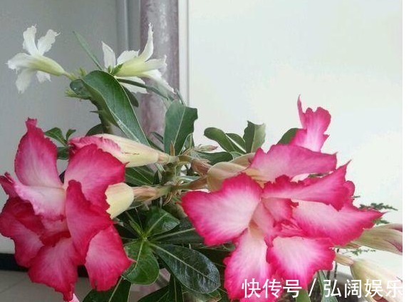 以下5种不需要浇水也能生长的花卉,养花再也不是难题