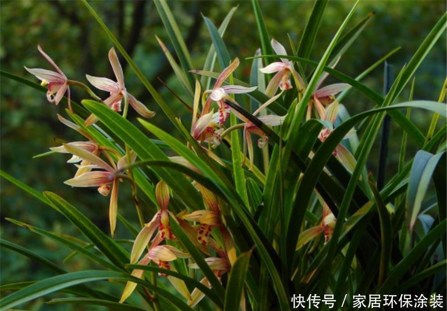 兰花|夏天养兰花，学会3个巧办法，叶子翠绿长势好，冬天猛开花