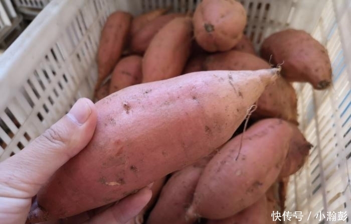 蒸红薯时,直接上锅蒸大错特错,多加这一步,红薯熟的快,更香甜
