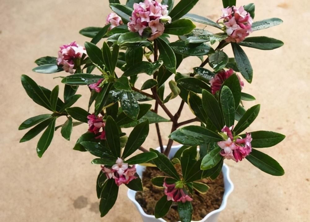 花朵|2种花特别适合冬天养，天气越冷花朵越鲜艳，状态比春天的花都美