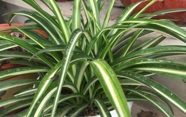 黄豆|养吊兰有“诀窍”，浇上这2种“大补肥”，迅速爆盆，叶片大又宽