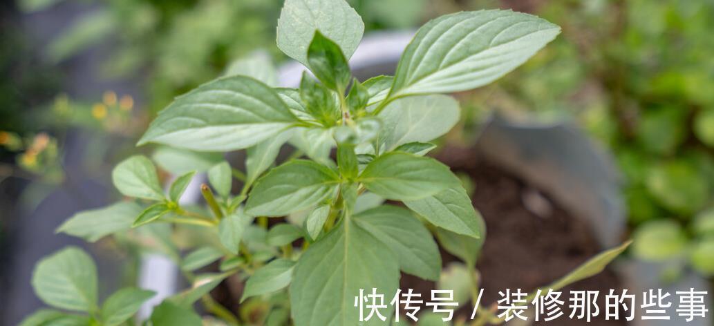 野草|农村一种超酸的野草，药用价值很高，俗称为金不换