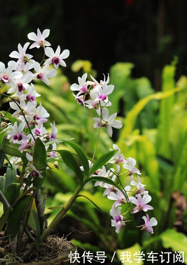 兰花土加“一料”，远离三怕，花苞“咕嘟”冒，开花一茬接一茬！