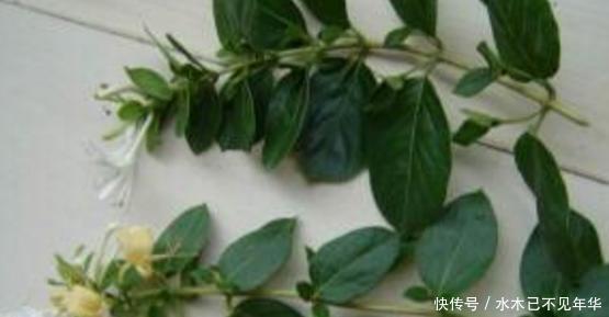 夏季摘1个枝,丢盆里,来年花开满阳台,成枝肥叶壮有价值的盆景