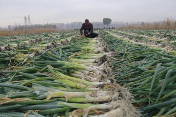 功效|寒冷干燥的天气里,医生建议吃这些蔬菜食疗