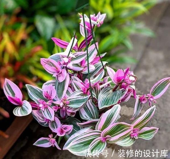 彩叶芋|3种高颜值观叶植物,叶片比花还美,皮实好养上档次