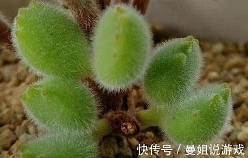 植株|多肉爆侧芽怎么处理，看完这三种方法，你心里就有数了