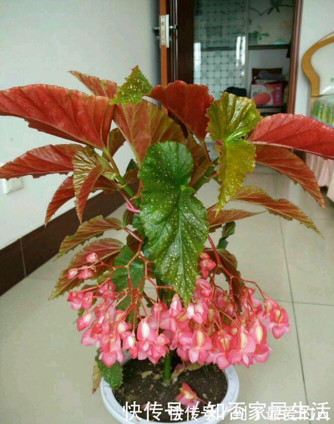 银星|花期最长的室内绿植，一年四季开花，比绿萝还好养，扦插就能活