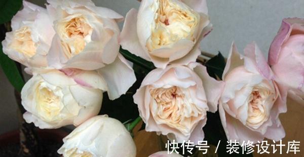 喷药|花友种月季前必须考虑清楚三个问题,不然越养越心烦