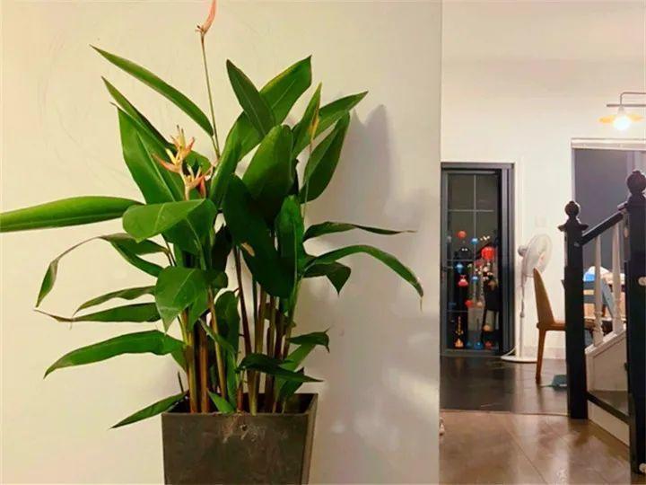 龟背竹是“吸废气”高手,家里放一盆,门窗紧闭也能空气清新!