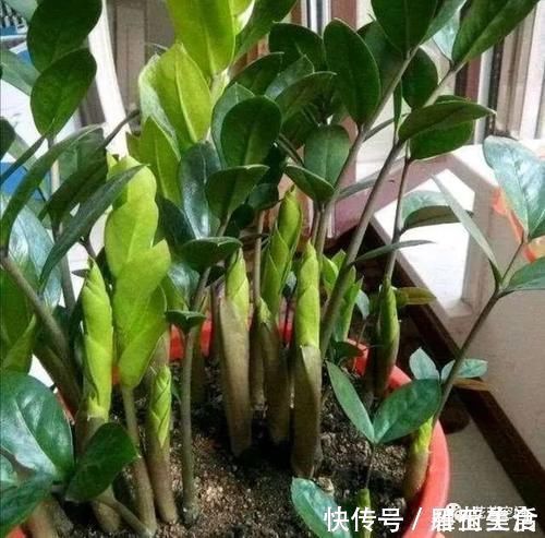 花根|金钱树盆里扔点“东西”，嫩芽争着往外冒，不出俩月就爆盆！