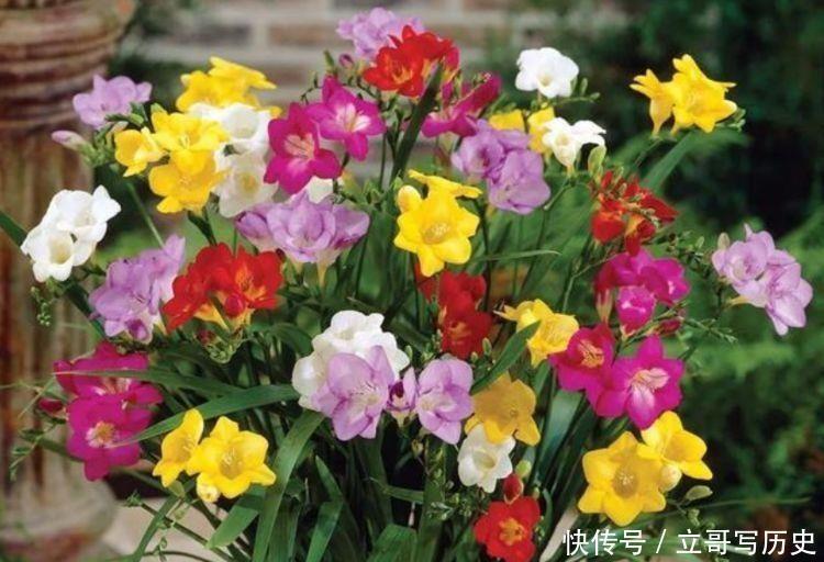 种花|4种花是爆盆能手,清香沁人心脾,特别好