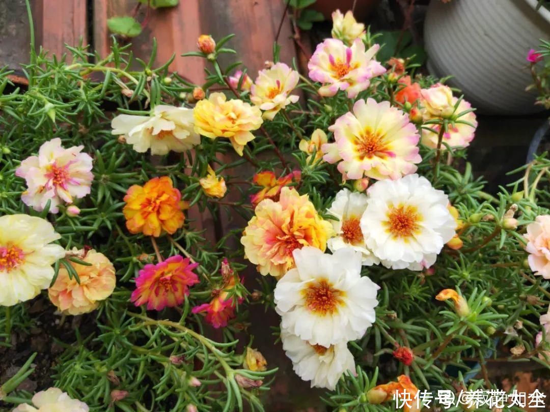 金银花|养到烦人的花，盆都不够用，扔掉还很心疼