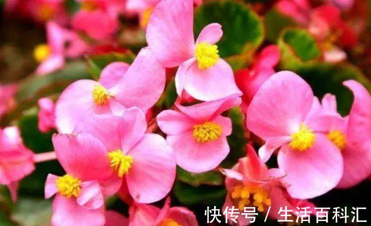 懒人|从8月8日开始，家养此款花卉，懒人的最爱，花多色艳