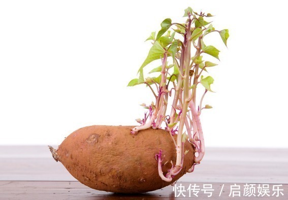 营养成分|食物发芽后有剧毒不能吃有些不仅能吃,营养价值还会变高