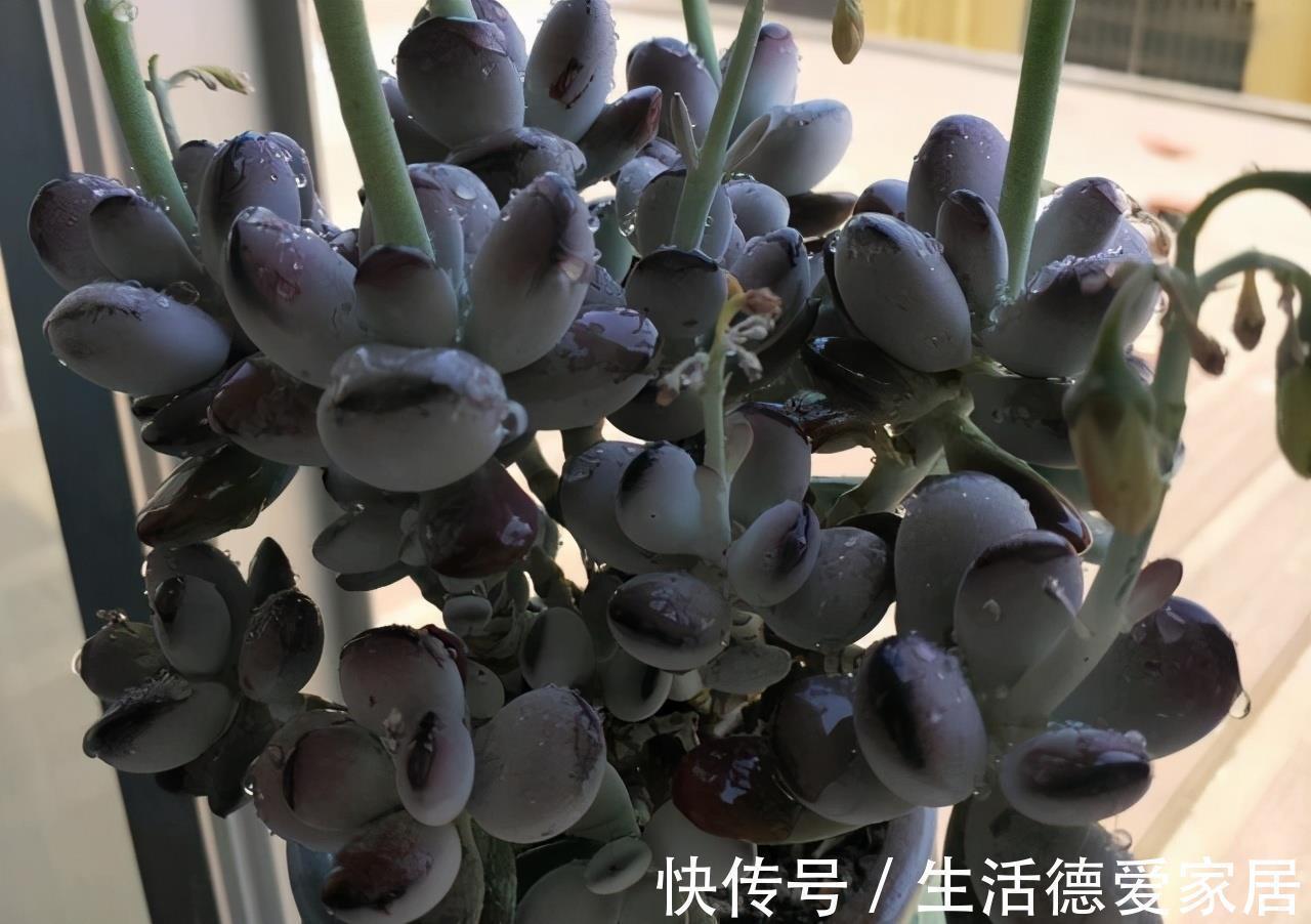 福娘系多肉中非常经典的2个品种,一个有香味一个叶片肥,值得养