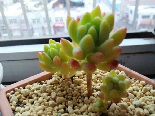 天热多肉叶子发蔫、打卷学会4招,越长越美,精神百倍