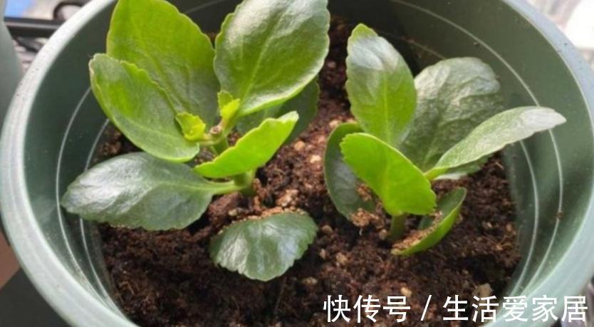 养花该怎么减少花销？扦插育苗，年年都能省下不少钱