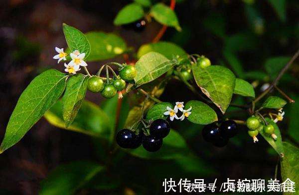 龙葵|此花药用可抗癌,果实酿酒十分美味,象征着穿越了千年的爱