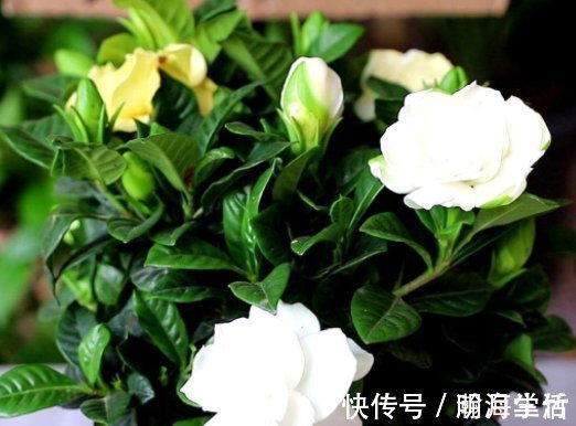 硫酸亚铁|栀子，茉莉不要抱怨养得不好用这种“肥水”浇，疯了不能坚持很久，旺盛