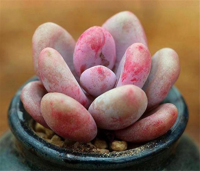 想把多肉桃美人养得粉嘟嘟胖乎乎,3个技巧要掌握,1分钟学会