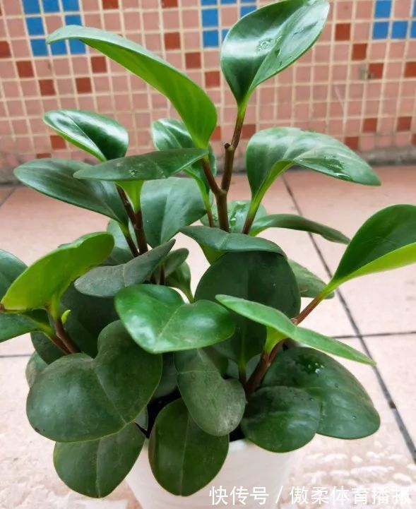 6种花,就得“穷着养”,花盆越小,长势越喜人!