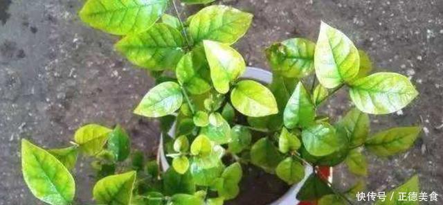 养茉莉花，多浇“2种水”，黄叶问题轻松解决，四季开花满屋香