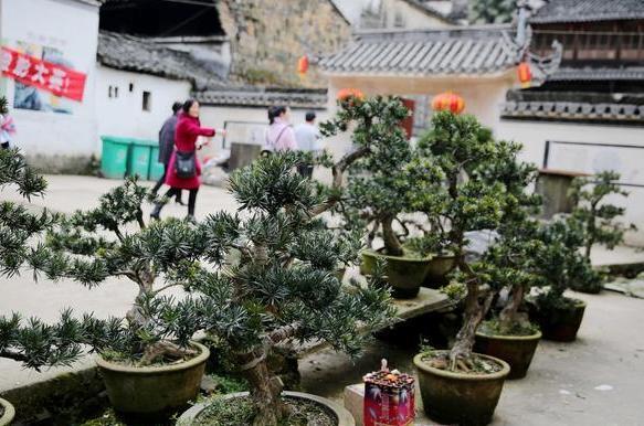 盆栽罗汉松，只需学3招，省钱又好养，新手花友涨知识了