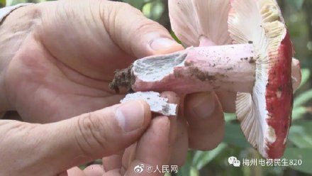 致死|广东祖孙3人食用毒蘑菇致死