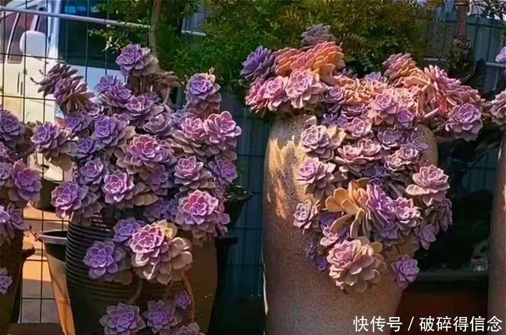 多肉|最容易长老桩的八种多肉,悬崖瀑布桩快速养出来