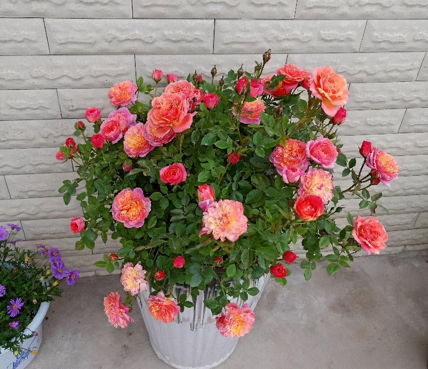 抽出|怎样给盆栽月季施肥?方法有3种,不断抽出新枝,长出花苞