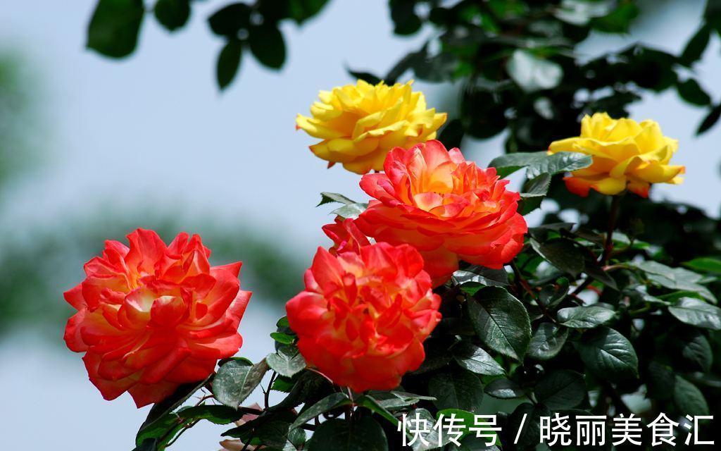 路边看到这三种花,掐根枝条回家,蹭蹭生根冒芽,花开小半年