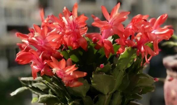 这3款家中常备药，过期了甭扔！简单处理就变成养花材料