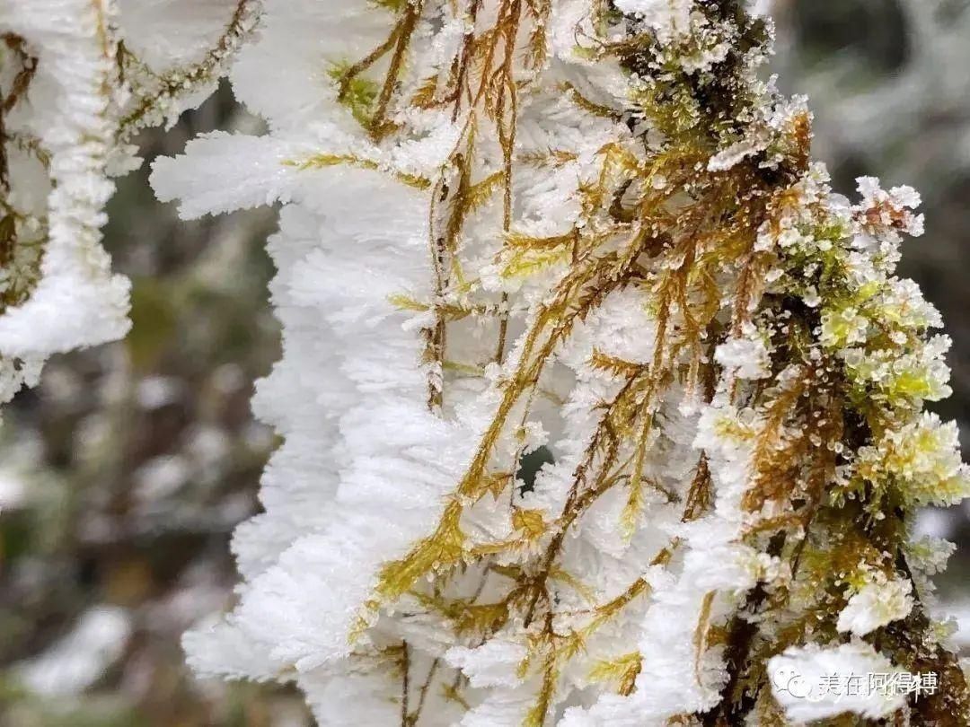 记忆 ｜寒潮再次来袭，还记得前几天的雪吗？