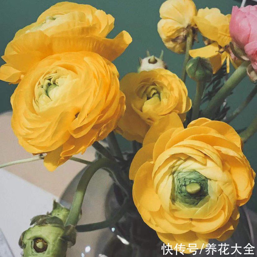 马蹄莲|过年前买的花，亲戚以为是假花，全都上手摸