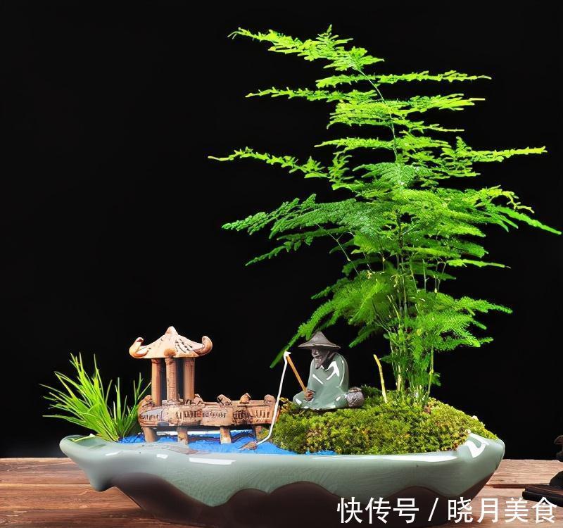 家里光线差,适合养这三种植物,养护简单,3个月就爆盆