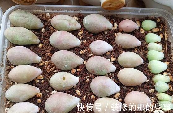 家里没矿的肉友教你一招成为多肉大户，保你一看就会