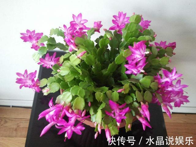 花生壳|立秋过了养花忙,蟹爪兰都睡醒了,盆里来点营养素新枝冒出来